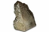 Free-Standing, Petoskey Stone (Fossil Coral) Section - Michigan #357004-1